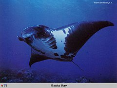 GCSR080-Manta_Ray copia